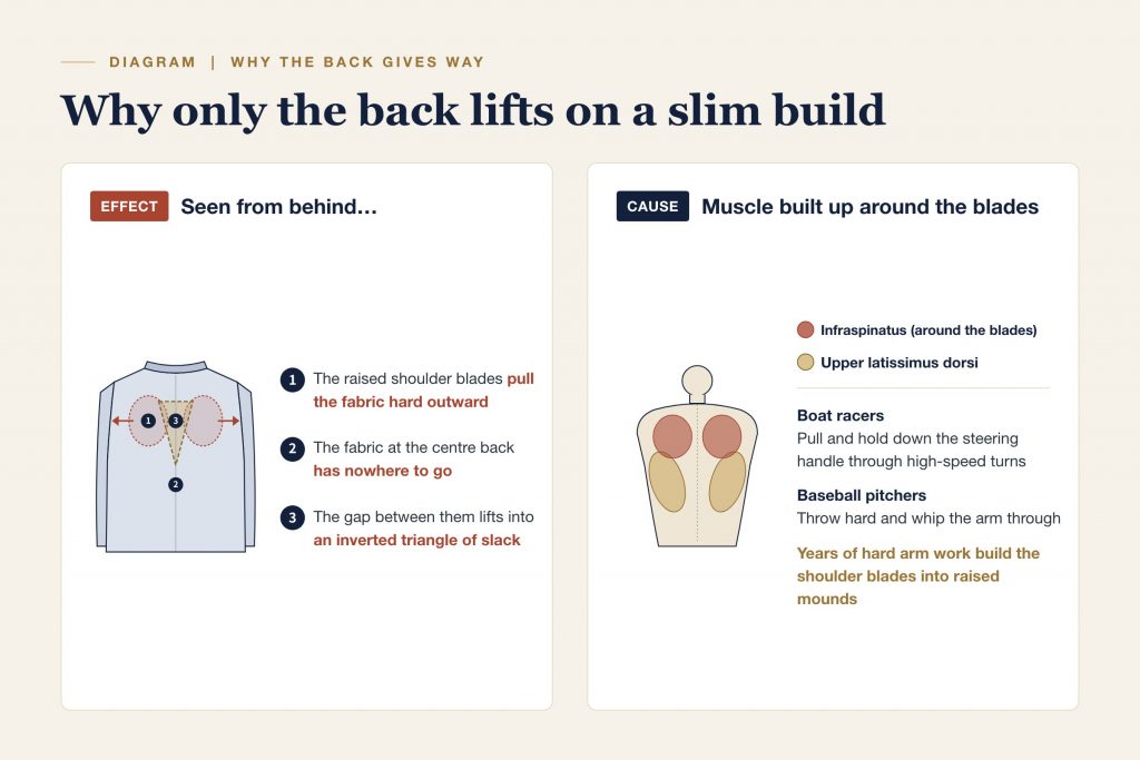 Diagram of how muscle around the shoulder blades makes the back of a jacket lift away